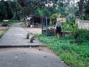 Alas Simpenan, Rumah Ribuan Kera Ekor Panjang di Kaki Gunung Kelud